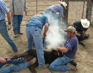 Branding Calves