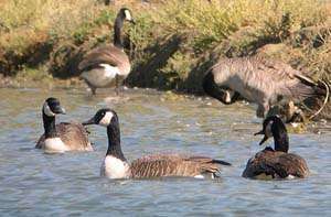 Canada Geese